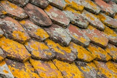 Lichen On Terra Cotta Tiles On Roof Stock Photography Lichen On Terra Cotta Tiles On Roof Stock Photography