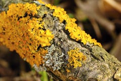 Lichen sur l'arbre Lichen sur l'arbre