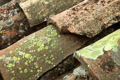 Lichen vert photo stock Lichen vert photo stock