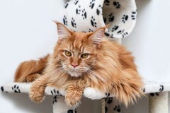 Śliczny Maine Coon kot na sztuka domu obrazy stock Śliczny Maine Coon kot na sztuka domu obrazy stock