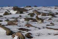 Liebres de la montaña, timidus del Lepus, durante todavía octubre en la capa del verano rodeada por la nieve en los cuarzos ahuma imagen de archivo libre de regalías Liebres de la montaña, timidus del Lepus, durante todavía octubre en la capa del verano rodeada por la nieve en los cuarzos ahuma imagen de archivo libre de regalías