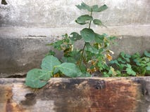 Lierre sur le vieux mur, feuilles vertes, usine dans le jardin photos stock Lierre sur le vieux mur, feuilles vertes, usine dans le jardin photos stock