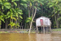 Life in the Amazon Jungle