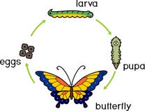 Life cycle of butterfly. Life cycle of butterfly. Complete holometabolous metamorphosis