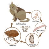 Life Cycle of Cat Flea Vector Illustration. The Spread of Infection, Diseases.