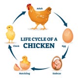 Life cycle of a chicken vector illustration. Labeled educational hen process