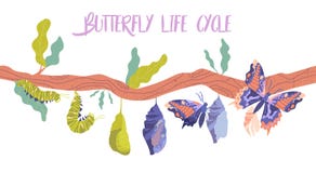 Life cycle and metamorphosis of a butterfly from caterpillar