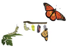 Life cycle of monarch butterfly