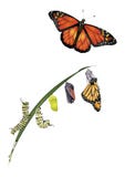 Life cycle of monarch butterfly