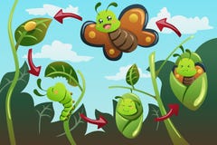 Life Cycle Of The Butterfly Stock Image Life Cycle Of The Butterfly Stock Image