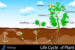 Life Cycle of Plant