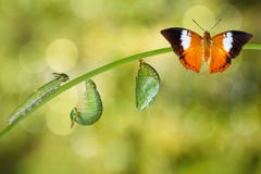 Life cycle of Tawny Rajah butterfly stock photos Life cycle of Tawny Rajah butterfly stock photos