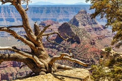 Life and Death Along the North Rim of the Grand Canyon in Arizona royalty free stock photography Life and Death Along the North Rim of the Grand Canyon in Arizona royalty free stock photography