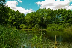 park with a lake and old trees stock image park with a lake and old trees stock image