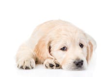Liggande främst sikt för ledsen golden retrievervalp Isolerat på vit royaltyfri foto Liggande främst sikt för ledsen golden retrievervalp Isolerat på vit royaltyfri foto