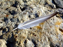 Light And Dark Gray Color Pigeon Feather On Rough Textured Rock Surface Stock Image Light And Dark Gray Color Pigeon Feather On Rough Textured Rock Surface Stock Image
