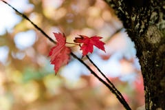 Autumn tree red leaves stock images Autumn tree red leaves stock images
