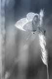 insect butterfly alone azure blue posed in summer facing the sun profile view royalty free stock images insect butterfly alone azure blue posed in summer facing the sun profile view royalty free stock images