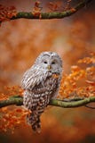 Light Grey Ural Owl, Strix Uralensis, Sitting On Tree Branch, At Orange Leaves Oak Forest Stock Photos Light Grey Ural Owl, Strix Uralensis, Sitting On Tree Branch, At Orange Leaves Oak Forest Stock Photos