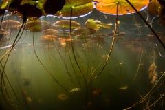 Light and Lily Pads Underwater in Pond