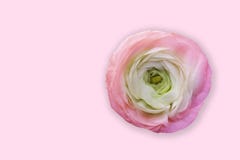 Flower head light pink rose / peony / buttercup on a gentle pink background, top view, with free space and space for text. vector illustration Flower head light pink rose / peony / buttercup on a gentle pink background, top view, with free space and space for text. vector illustration