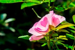 Light Pink Rose In The Morning Stock Photo Image Of Bunga