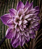 A light purple daisy flower is blooming in Da Lat, Vietnam royalty free stock photo A light purple daisy flower is blooming in Da Lat, Vietnam royalty free stock photo