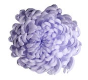 Light violet flower chrysanthemum on a white isolated background with clipping path. Closeup. For design. stock images Light violet flower chrysanthemum on a white isolated background with clipping path. Closeup. For design. stock images