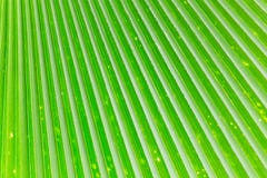 Lignes et textures des palmettes vertes Images libres de droits Lignes et textures des palmettes vertes Images libres de droits