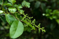 Ligustrum lucidum obraz royalty free Ligustrum lucidum obraz royalty free
