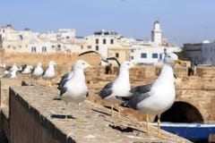 Lijn van zeemeeuwwacht de vesting van Essaouira, Marokko Essaouira is een stad in het westelijke Marokkaanse gebied op stock afbeelding Lijn van zeemeeuwwacht de vesting van Essaouira, Marokko Essaouira is een stad in het westelijke Marokkaanse gebied op stock afbeelding