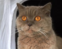 lila brittisk Shorthair katt fotografering för bildbyråer lila brittisk Shorthair katt fotografering för bildbyråer