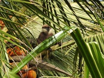 Lila-vände mot langurs, moter och behandla som ett barn och att sitta på en kokosnötpalmträd i naturlig livsmiljö i Sri Lanka arkivbilder Lila-vände mot langurs, moter och behandla som ett barn och att sitta på en kokosnötpalmträd i naturlig livsmiljö i Sri Lanka arkivbilder