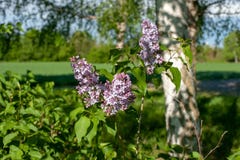 Lilac bloem stock fotografie Lilac bloem stock fotografie