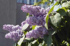 Lilac in bloom stock photo Lilac in bloom stock photo