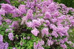 Lilac Bush Stock Image