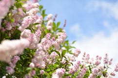 Lilac bush over sky background stock images Lilac bush over sky background stock images