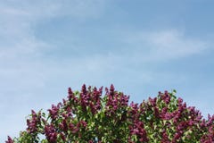 Lilac bushes against the sky royalty free stock image Lilac bushes against the sky royalty free stock image