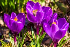 Lilac crocuses and the bee in the garden, close-up royalty free stock photos Lilac crocuses and the bee in the garden, close-up royalty free stock photos