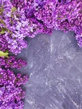 Lilac flower on concrete background frame seasonal stock images Lilac flower on concrete background frame seasonal stock images
