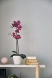 Lilac flower is in a pot on the shelf.Interior detail. stock image Lilac flower is in a pot on the shelf.Interior detail. stock image