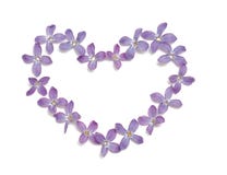 Lilac Heart Isolated On White Stock Image - Image of lilac ...
