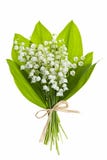 Lilie-von-d-Tal Blumen auf Weiß Lilie-von-d-Tal Blumen auf Weiß