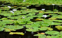 Lilies on the tropical lake in Hawaii Big Island stock photo Lilies on the tropical lake in Hawaii Big Island stock photo