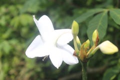 Lilium regale flowes στοκ φωτογραφία με δικαίωμα ελεύθερης χρήσης Lilium regale flowes στοκ φωτογραφία με δικαίωμα ελεύθερης χρήσης