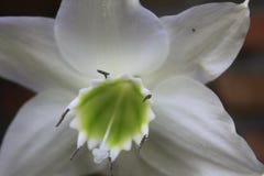 Liliumen undf?gnar blommor royaltyfri fotografi Liliumen undf?gnar blommor royaltyfri fotografi