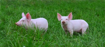 lilla pigs royaltyfri bild lilla pigs royaltyfri bild