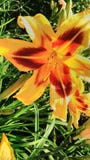 lillies stock fotografie lillies stock fotografie