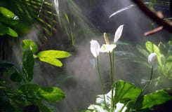 Lillies in Rain Forest