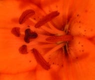 Lilly photographie stock Lilly photographie stock